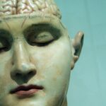 human anatomy model