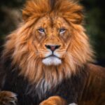 brown lion lying on ground