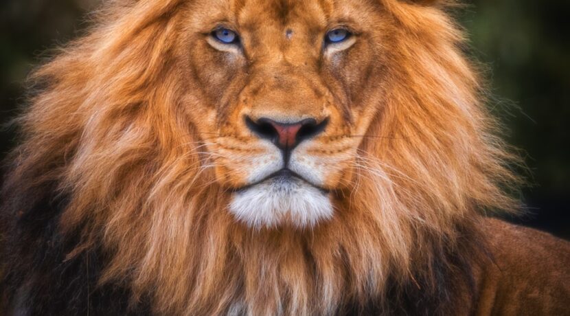 brown lion lying on ground