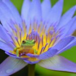 red eye frog on top of purple petaled flower