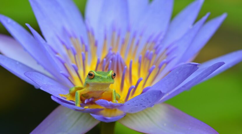red eye frog on top of purple petaled flower