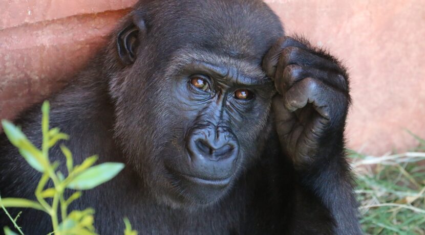 Gorilla