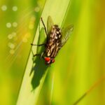 black housefly