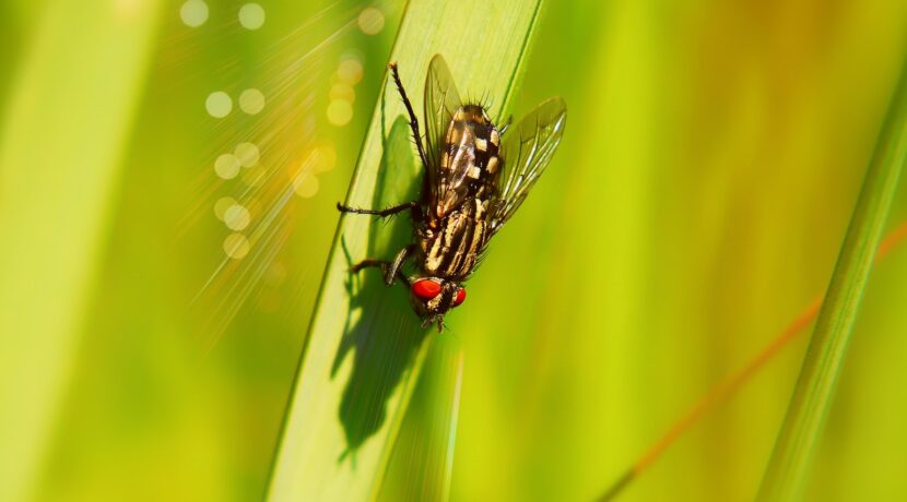 black housefly