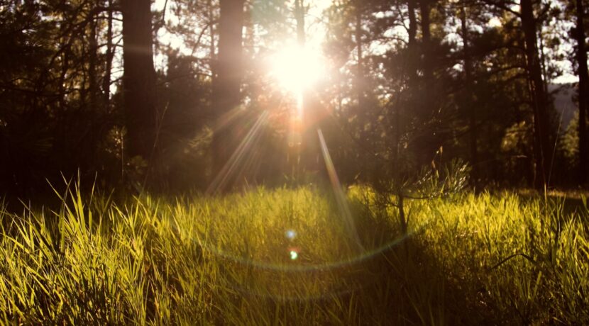 sunlight through trees