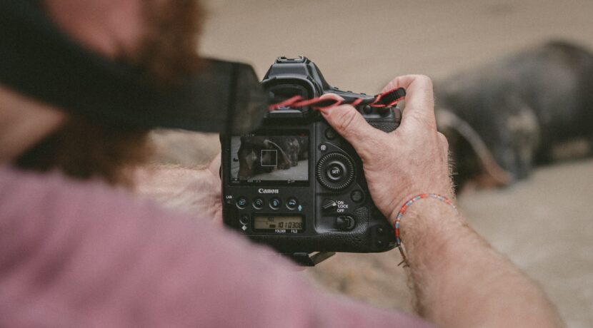 person holding black camera taking photo of animal