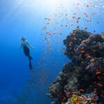 a person swimming in the ocean surrounded by fish