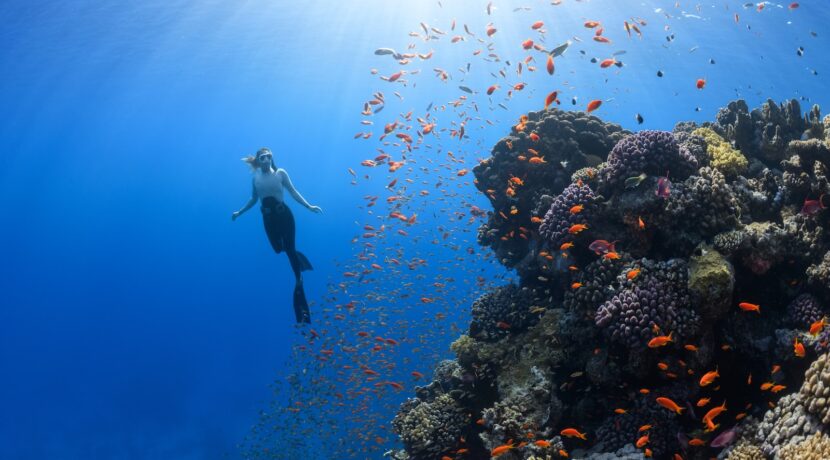 a person swimming in the ocean surrounded by fish