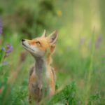 red fox standing on grass field