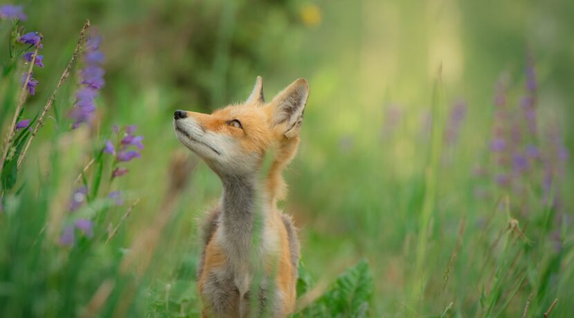 red fox standing on grass field