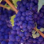 photo of purple grape fruits