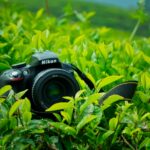 black Nikon DSLR camera surrounded by green leaf plant