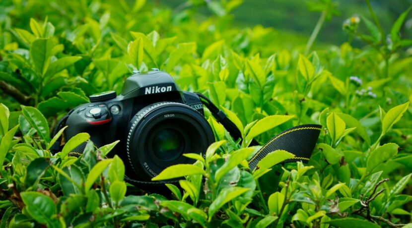 black Nikon DSLR camera surrounded by green leaf plant