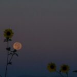four yellow sunflowers