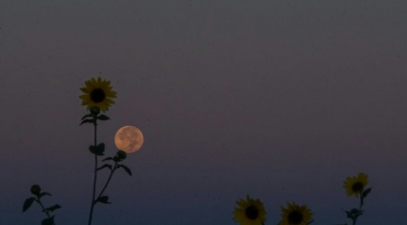 four yellow sunflowers